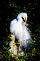 Great Egret Nest - Venice Rookery