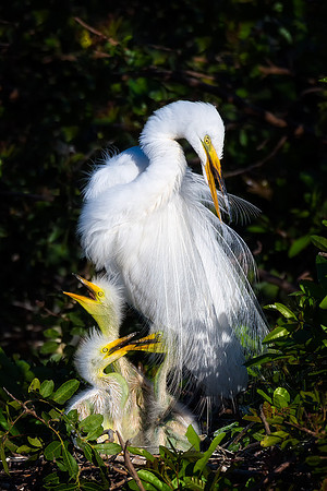 Great Egret Nest - Venice Rookery