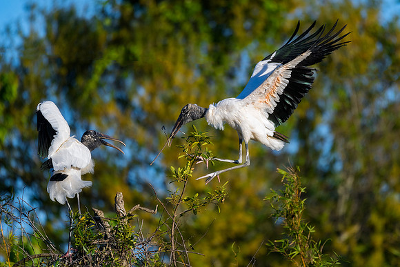 Nest Building Wood Storks - Gatorland