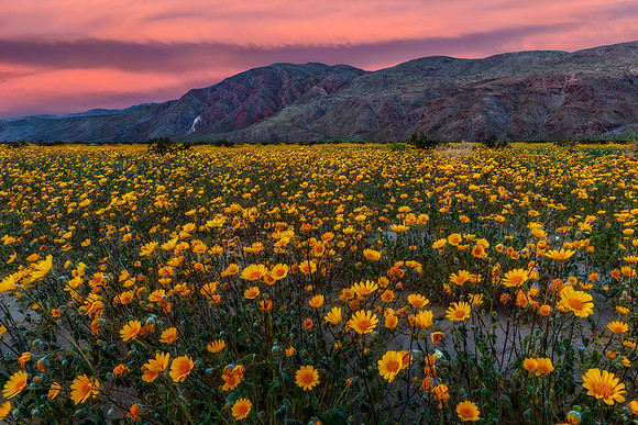 Superbloom
