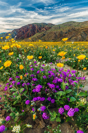 The Desert In Bloom