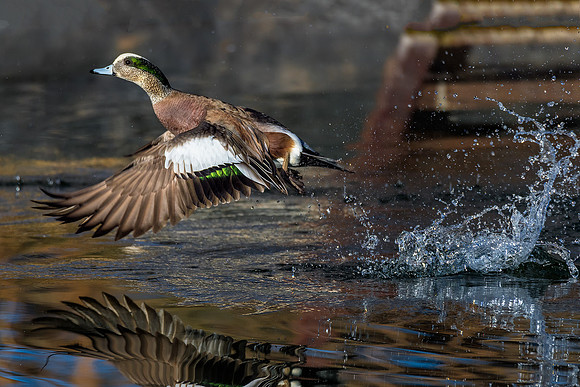 American Wigeon - Feb 3