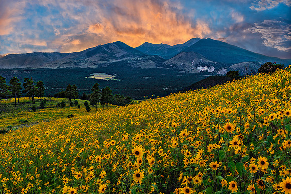 Hills Of Gold