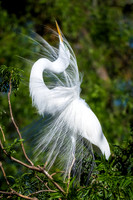 Great Egret Mating Display - Gatorland