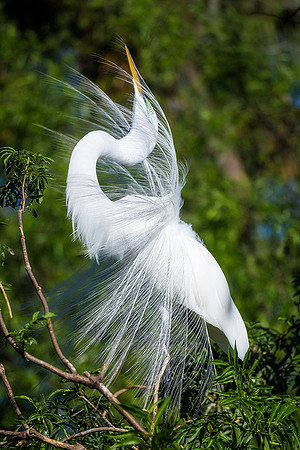 Great Egret Mating Display - Gatorland