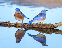 Western Bluebirds - Feb 4