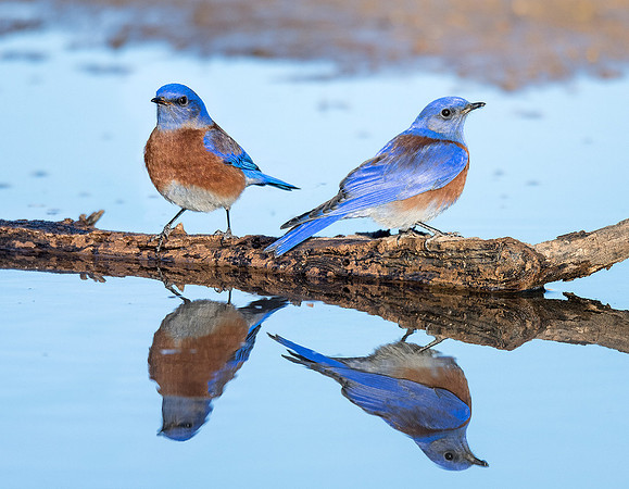 Western Bluebirds - Feb 4