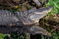 Gator Reflection - Gatorland