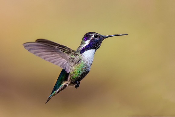 Costa's Hummingbird