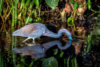 Tri-Colored Heron - Gatorland