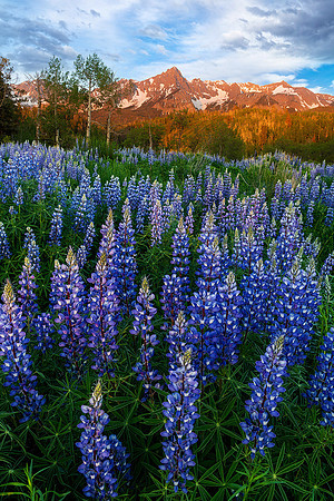 Alpine And Lupine