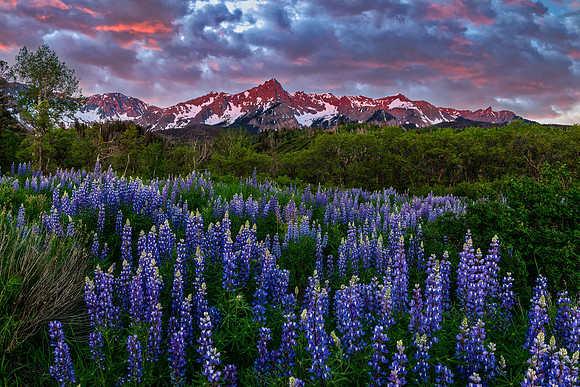 Lupine at Sunrise