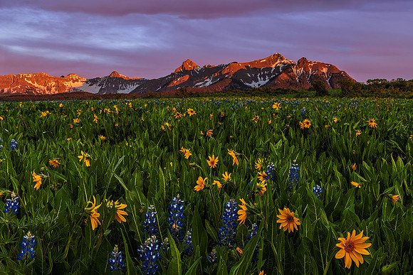 Wildflower Bloom and the Sneffels Range