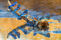 Western Bluebird Convention - Feb 4