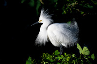 Showy Snowy Egret - Gatorland