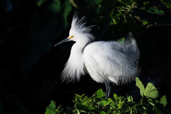 Showy Snowy Egret - Gatorland