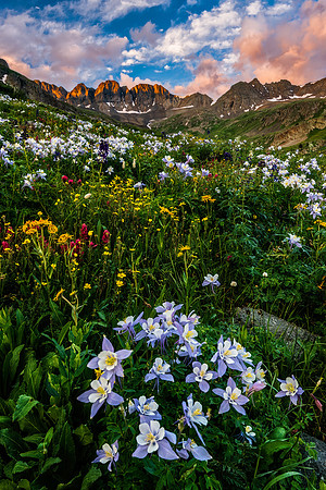 Colorado Columbine