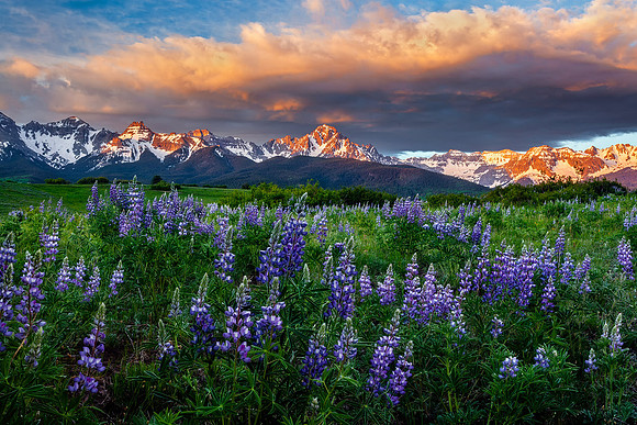 Purple Mountain Majesty