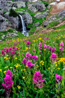 Wildflowers To Waterfalls