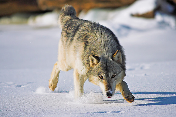 Approaching Wolf