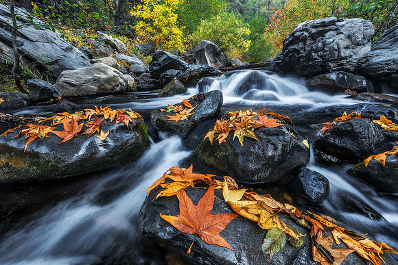 Autumn's Flow