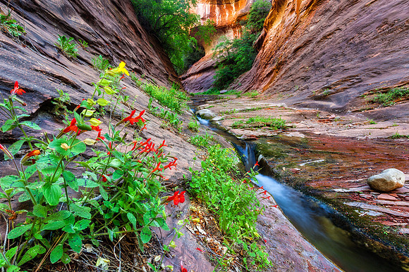 West Fork In Bloom