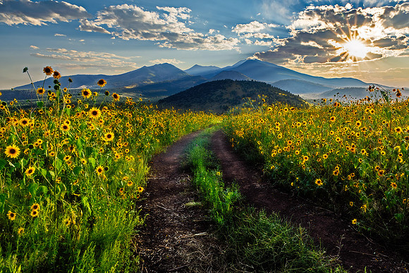 Sunflower Road