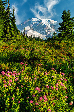 Wildflowers In Paradise