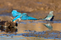 Mountain Bluebird - Feb 4