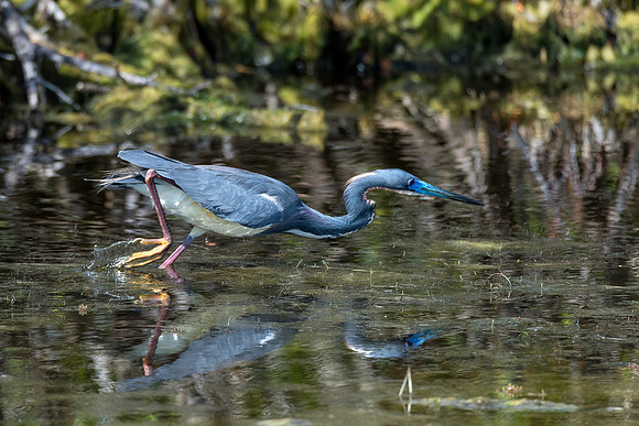 Tri-Colored Heron on the Hunt - Merritt Island