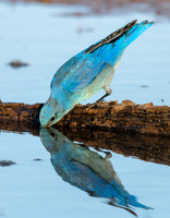 Mountain Bluebird - Feb 4