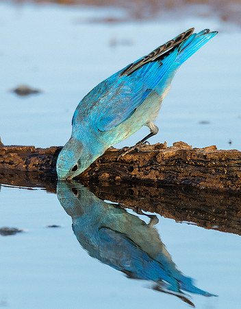 Mountain Bluebird - Feb 4