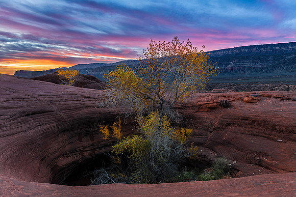 Potted Plants of the Escalante