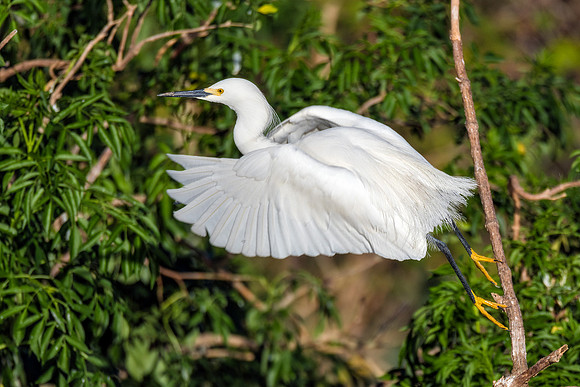 Snowy Egret Take-Off - Gatorland