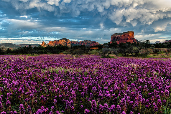 Sedona Superbloom