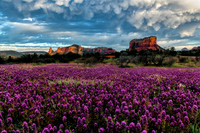 Sedona Superbloom