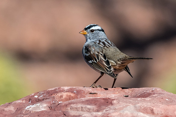 White Crowned Sparrow