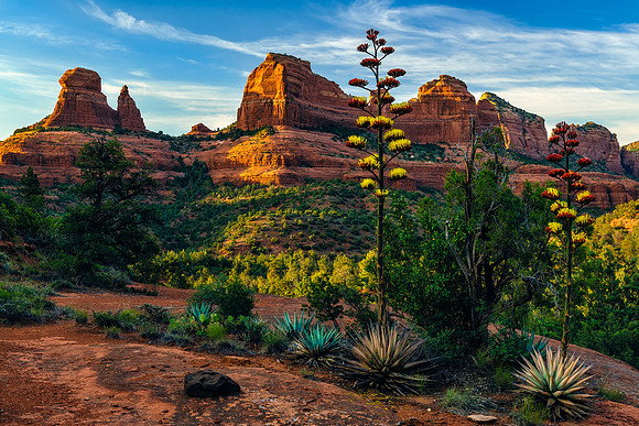 Agave In Bloom