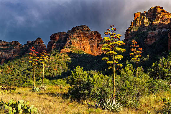 Agave Garden