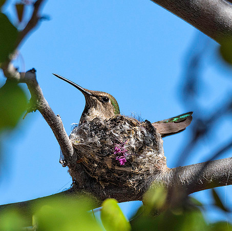 Anna's Hummingbird On Nest