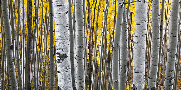 Golden Aspen