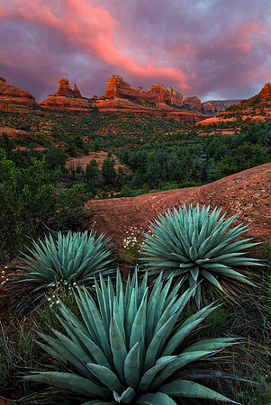 Agave On The Rocks