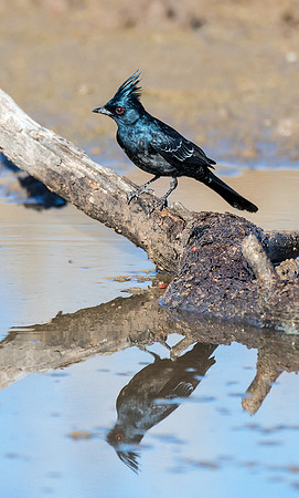 Phainopepla - Feb 4