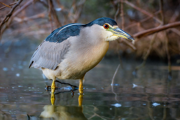Black-Crowned Night Heron