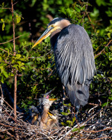 Great Blue Heron Nest - Venice Rookery