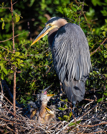 Great Blue Heron Nest - Venice Rookery