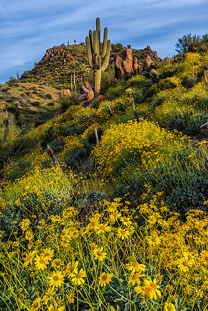 Desert In Bloom