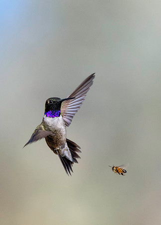 Flea The Bee - Black-Chinned Hummingbird