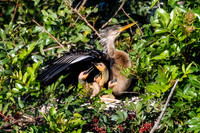 Anhinga Nest - Venice Rookery