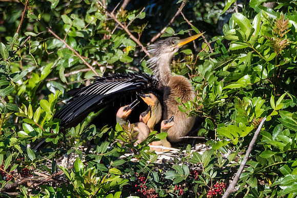 Anhinga Nest - Venice Rookery